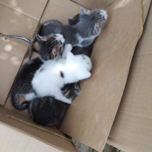 Spay / Neuter Dogs or Cats