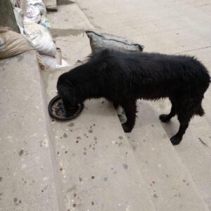 Feed The Dogs
