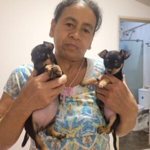 Feed Puppies for 5 Days